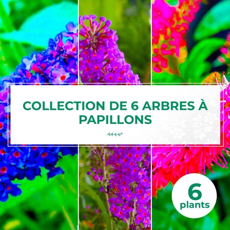 Collection 6 Arbres à Papillons (Buddleia Davidii) - Godet - Taille 20/40cm - Pépinières Naudet - Imagen 1