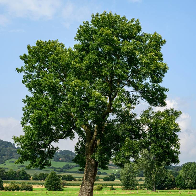 Graines de Frêne - Fraxinus excelsior le sachet de 25 graines environ (2g)