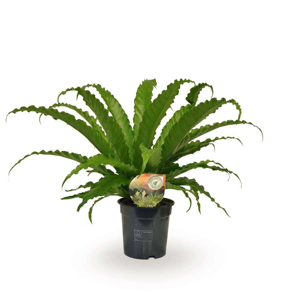 Fougère Asplenium Osaka 40cm - Plante d'intérieur- La Green Touch - Image 1