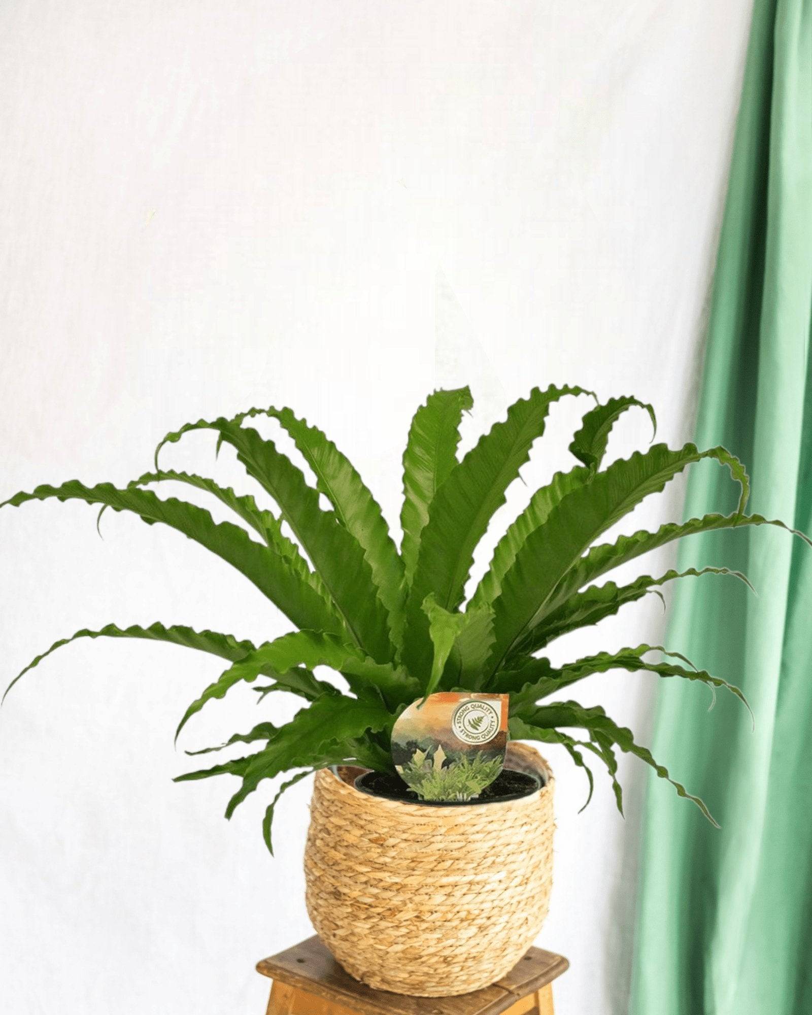 Fougère Asplenium Osaka 40cm - Plante d'intérieur- La Green Touch - Image 2