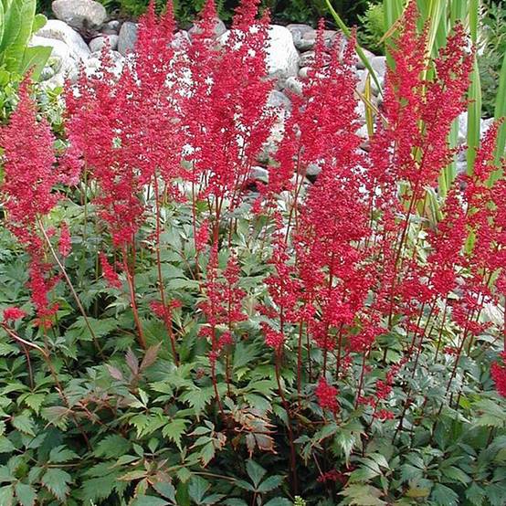 Astilbe japonica Montgomery Pot de 2L/3L
