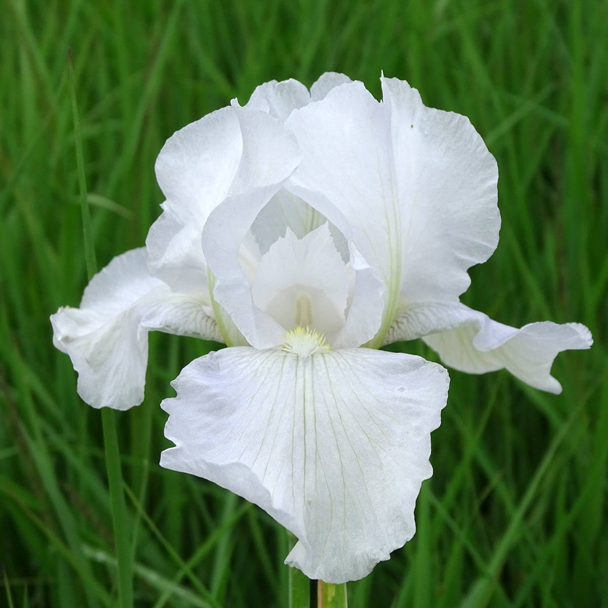 Iris germanica Immortality - Iris des Jardins Pot de 1,5L/2L