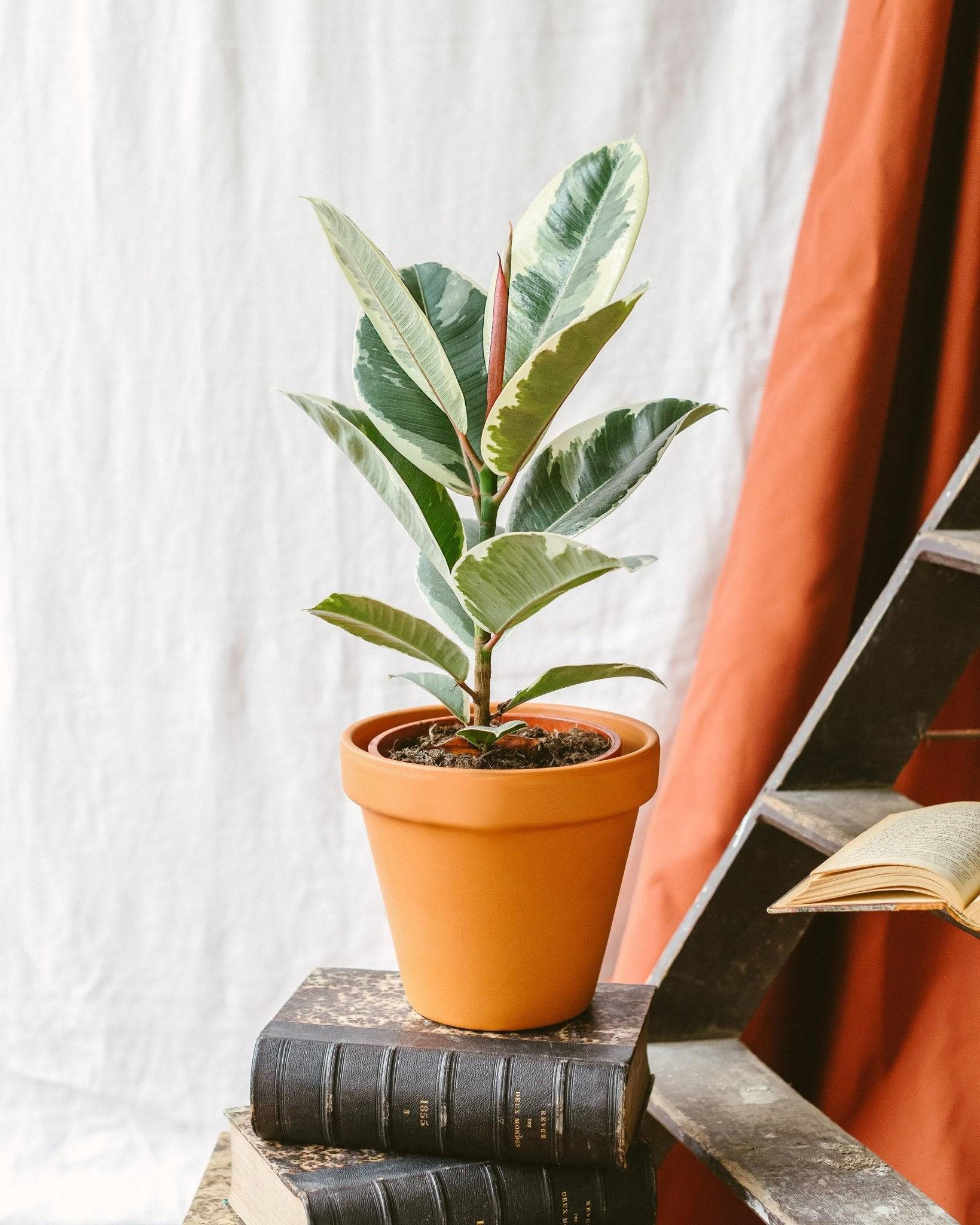 Ficus Elastica Tineke 50cm - Plante d'intérieur- La Green Touch - Image 2