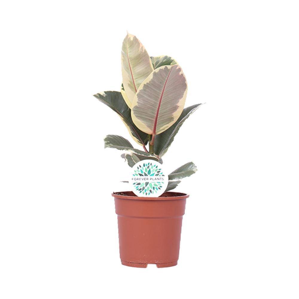 Ficus Elastica Tineke 50cm - Plante d'intérieur- La Green Touch - Image 1