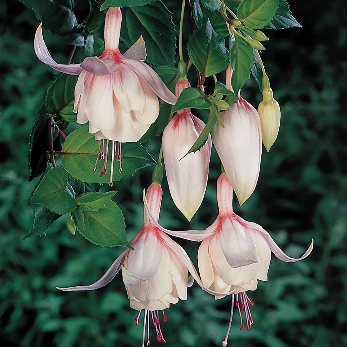 Fuchsia Annabel (Annabelle) Pot de 12 cm / 13 cm