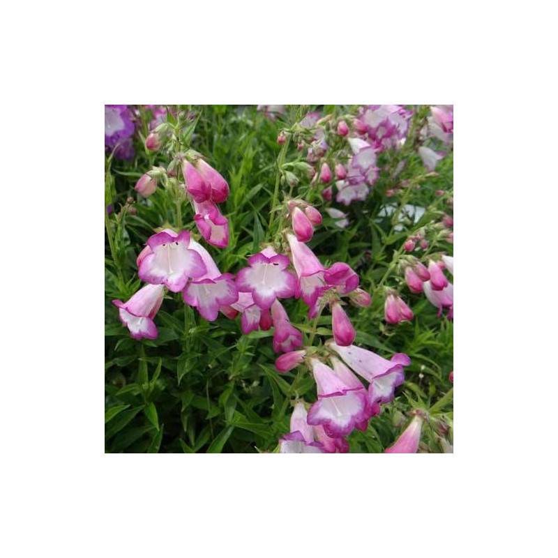 Penstemon Pensham Laura à fleurs Rose/Blanche - feuillage Caduc - Godet - 5/20 cm - Imagen 1