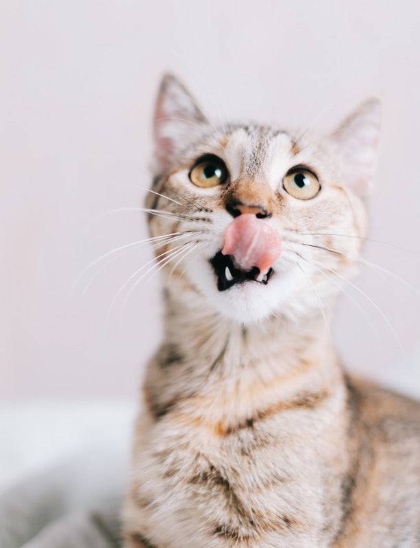 Carnilove - Carnilove - Friandises Sans Céréales Crunchy Canard & Framboise pour Chat - Imagen 2
