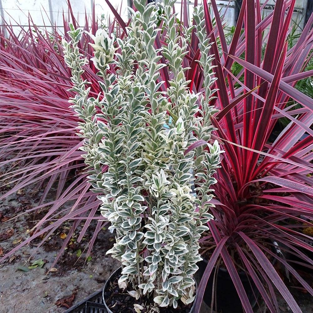 Promesse de Fleurs - Euonymus japonicus White Spire - Fusain du Japon Pot de 7,5L/10L - Image 1