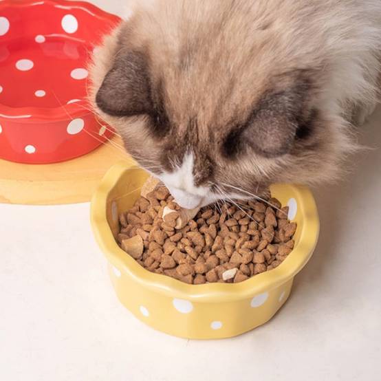 Bol Céramique pour Chat - Anti-Bascule & Hygiénique DtopbuyAge - Image 4