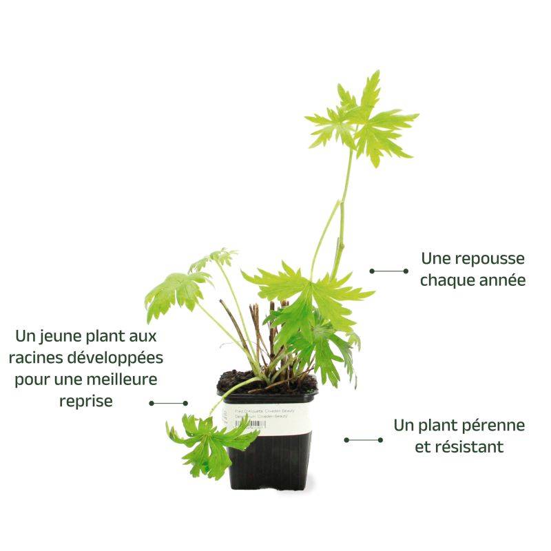 3 Pieds D'Alouette 'King Arthur' (Delphinium 'King Arthur') - Lot de 3 vivaces - Pépinières Naudet - Imagen 3