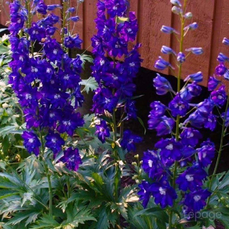 3 Pieds D'Alouette 'King Arthur' (Delphinium 'King Arthur') - Lot de 3 vivaces - Pépinières Naudet - Imagen 1