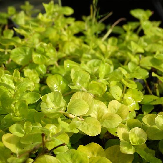 Lysimachia nummularia aurea Godet de 8/9 cm