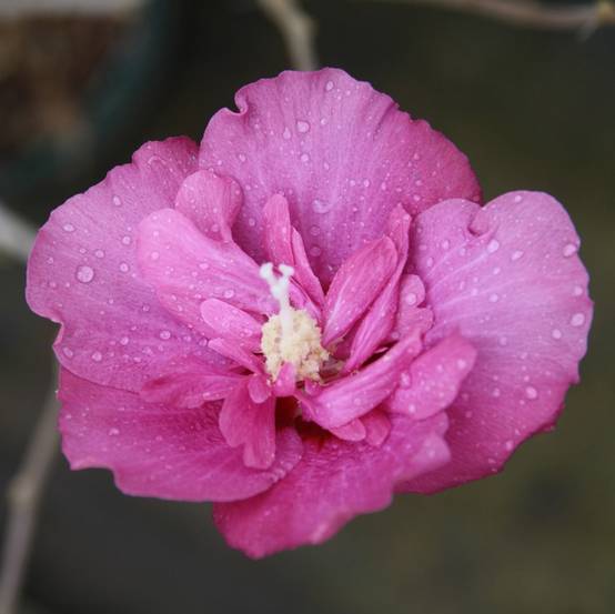 Promesse de Fleurs - Hibiscus syriacus Magenta Chiffon - Althea double rose pourpre vif Pot de 3L/4L - Image 1