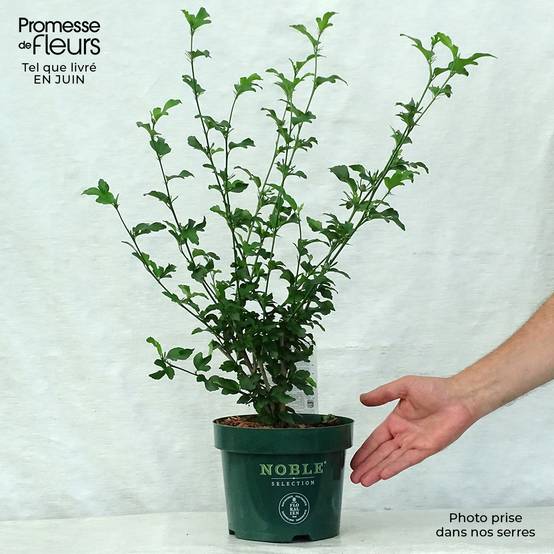 Promesse de Fleurs - Hibiscus syriacus Magenta Chiffon - Althea double rose pourpre vif Pot de 3L/4L - Image 2