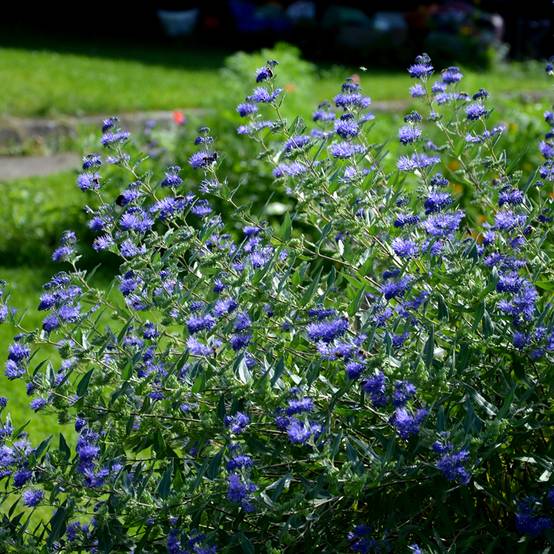 Caryopteris clandonensis Heavenly Blue - Spirée bleue Pot de 2L/3L - Image 1