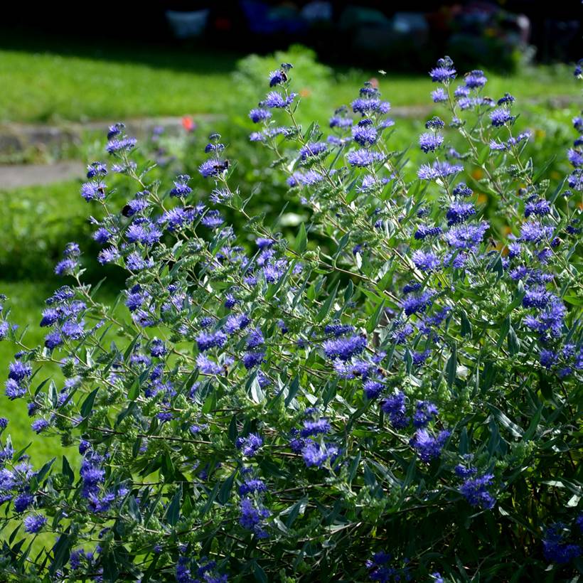 Caryopteris clandonensis Heavenly Blue - Spirée bleue Pot de 2L/3L - Image 1
