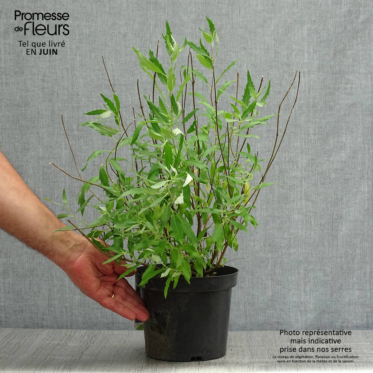 Caryopteris clandonensis Heavenly Blue - Spirée bleue Pot de 2L/3L - Image 2