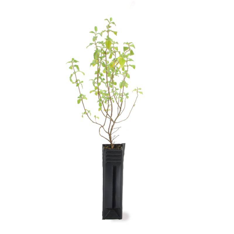 Ciste à feuilles de sauge (Cistus salviifolius) - Godet - Taille 13/25cm - Pépinières Naudet - Imagen 2