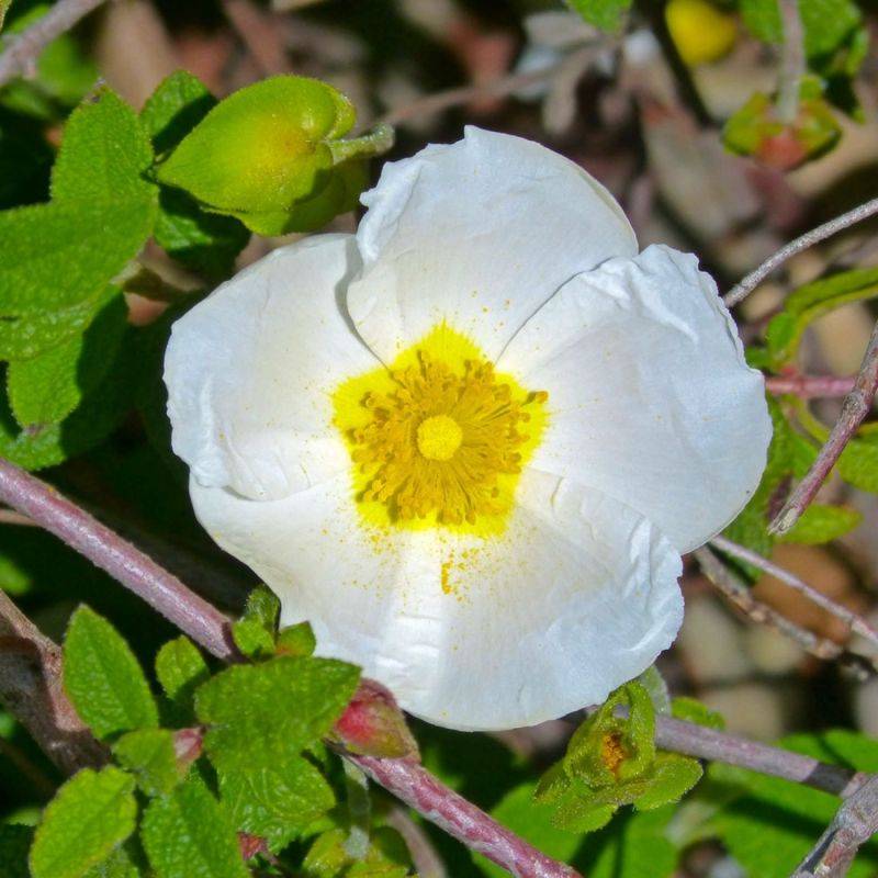Ciste à feuilles de sauge (Cistus salviifolius) - Godet - Taille 13/25cm - Pépinières Naudet - Imagen 1