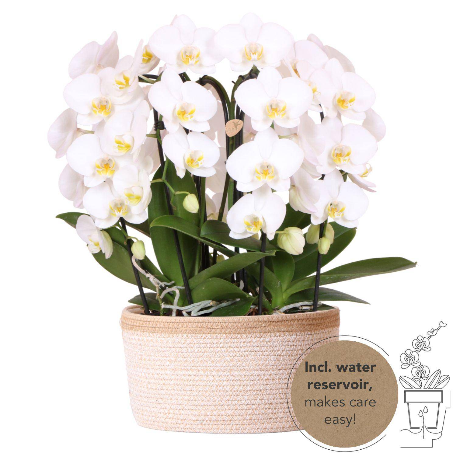 Panier de 3 orchidées Phalaenopsis blanches avec réservoir d'eau - Pot de 12cm - Plantes d'intérieur - Image 1