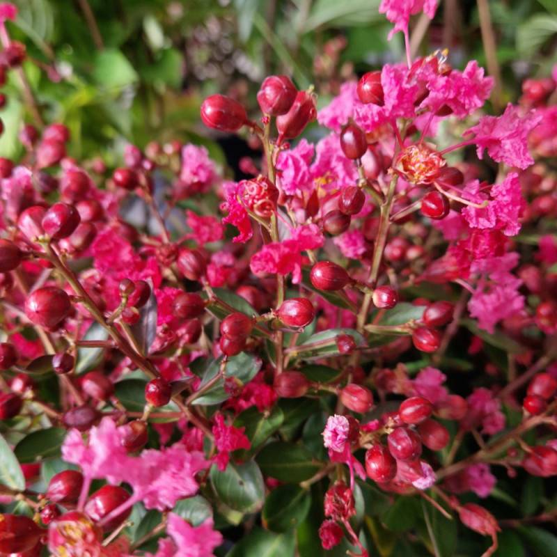 Lilas des Indes Petite Red, Lagerstroemia à fleurs Rouge - feuillage Caduc - Pot de 3L - 40/60 cm-  hauteur à maturité De 2,50 m à 3,00 m - Image 1