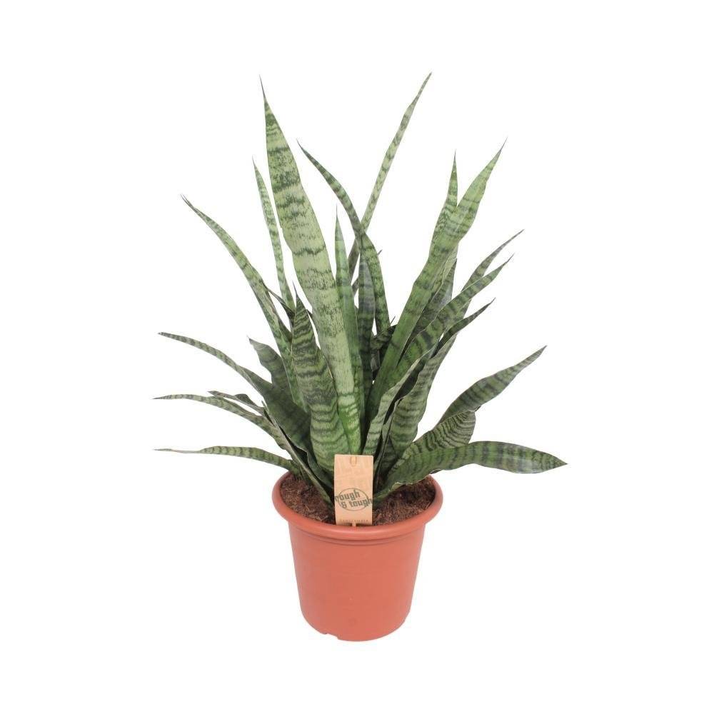 La Green Touch - Sansevieria Diamond Green 80cm - Plante d'intérieur- La Green Touch - Image 1