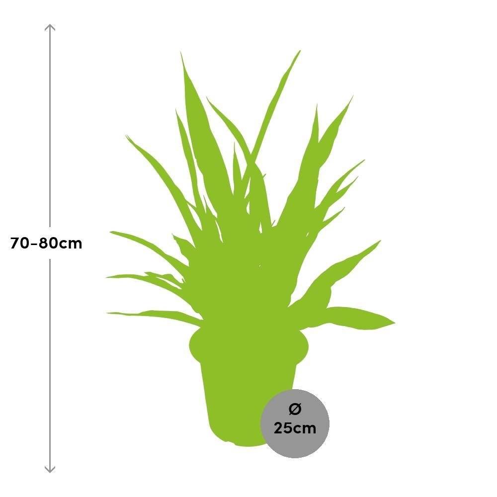 La Green Touch - Sansevieria Diamond Green 80cm - Plante d'intérieur- La Green Touch - Image 2
