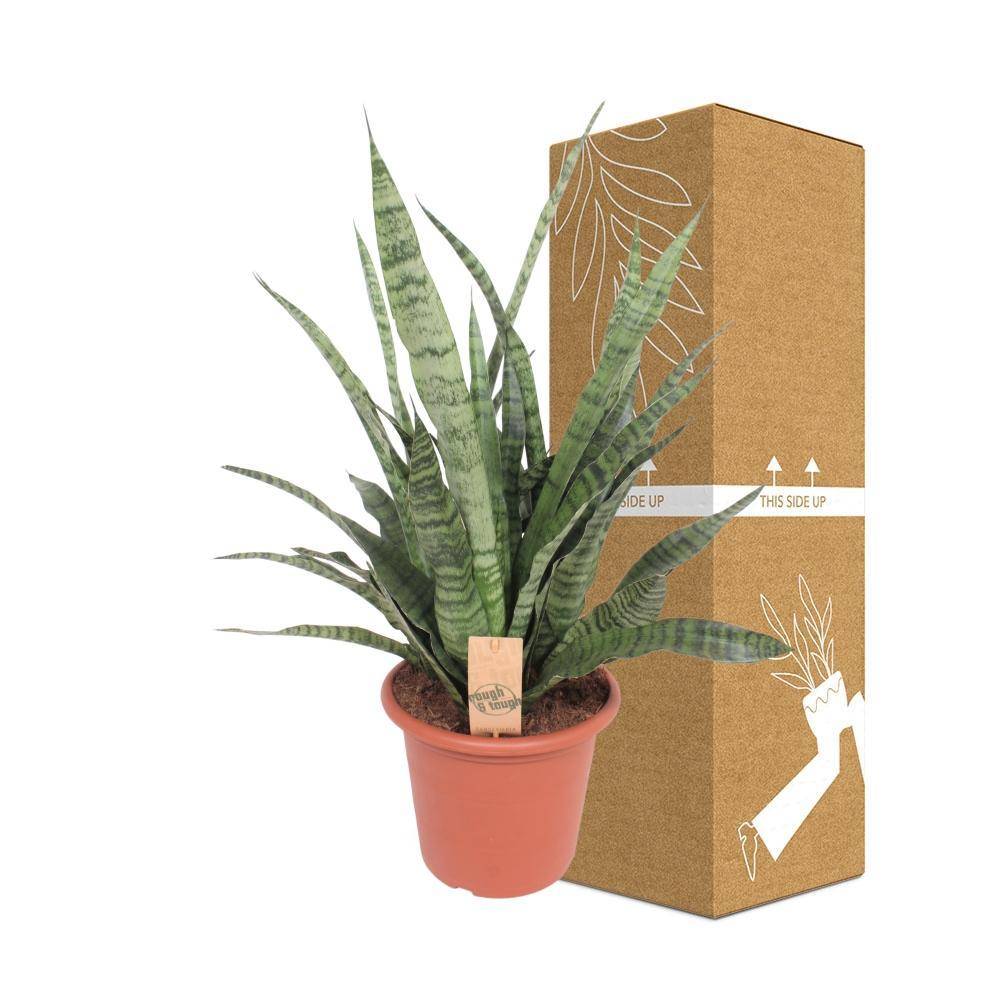 La Green Touch - Sansevieria Diamond Green 80cm - Plante d'intérieur- La Green Touch - Image 3