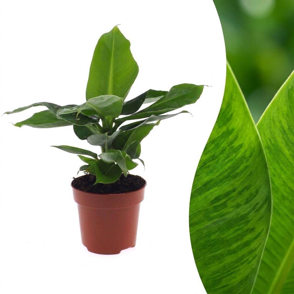 Bananier nain - Musa Oriental Dwarf - Ø12cm - ↕30cm - Plantes d’intérieur