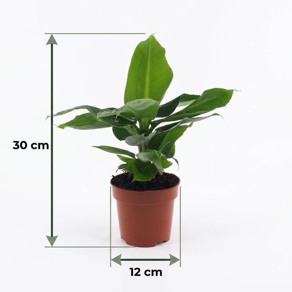 Bananier nain - Musa Oriental Dwarf - Ø12cm - ↕30cm - Plantes d’intérieur - Image 5