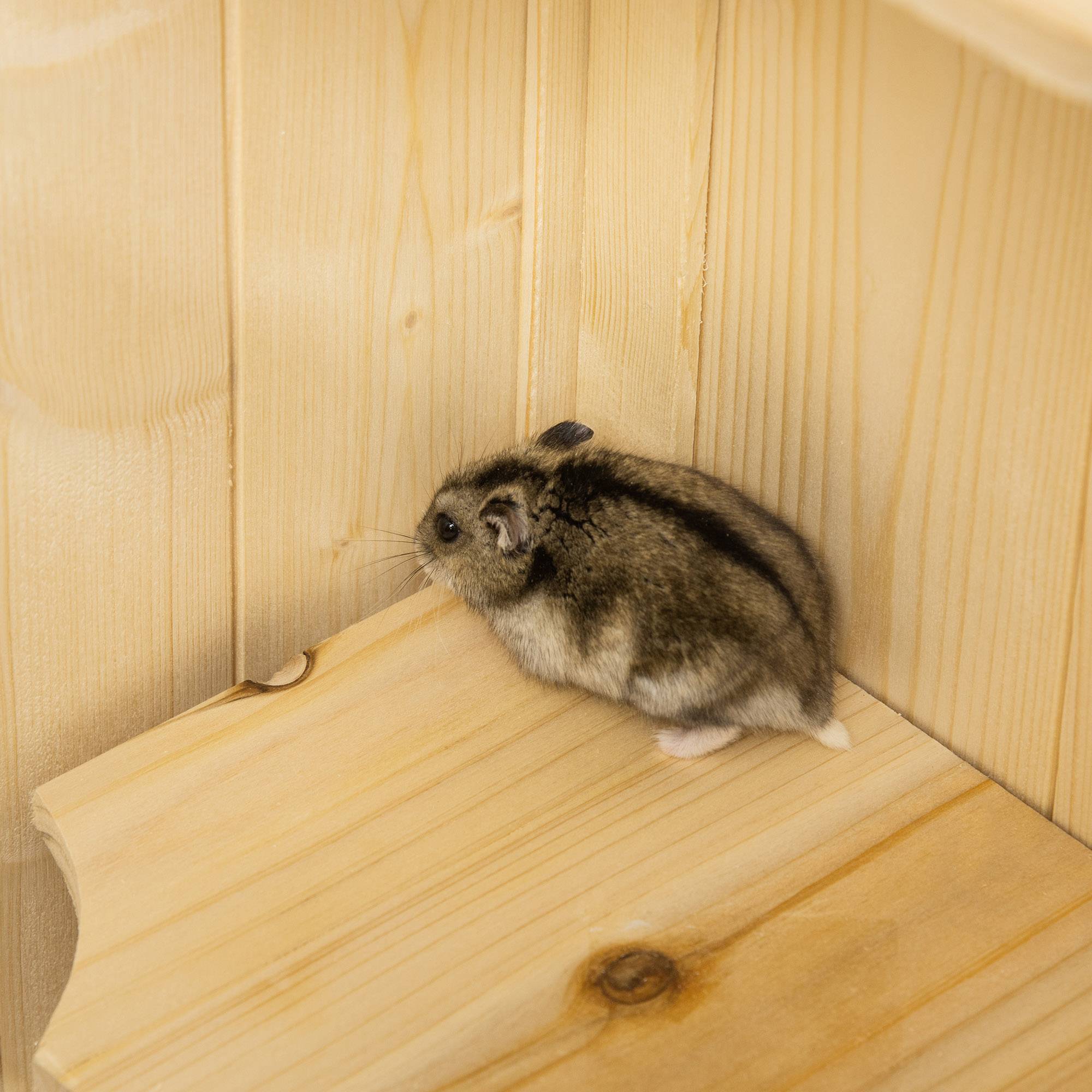 Cage en bois pour hamsters 5 étages avec toit grillagé, rampes, 60x40x120 cm, naturel - Image 10
