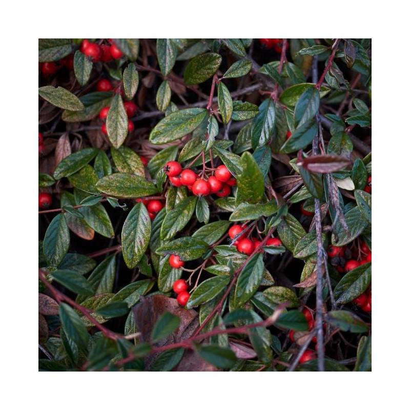 Cotoneaster laiteux (Cotoneaster lacteus) - Godet - Taille 20/40cm - Pépinières Naudet