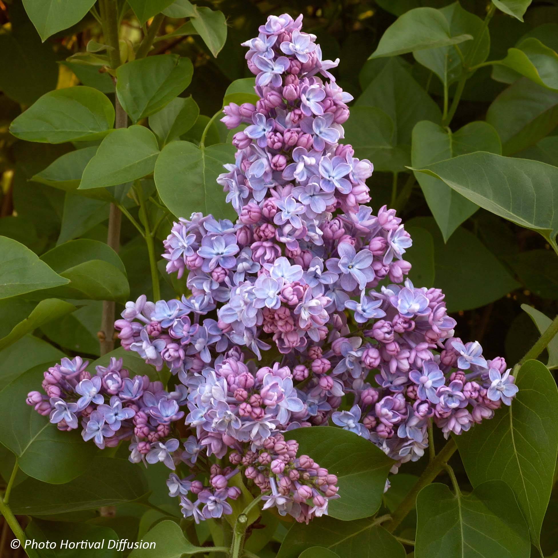 Promesse de Fleurs - Lilas - Syringa vulgaris Président Grevy Pot de 3L/4L, Buisson, 3/4 branches - Image 1