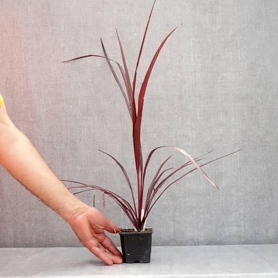 Cordyline australis Design a Line Burgundy Godet de 8/9 cm - Image 2