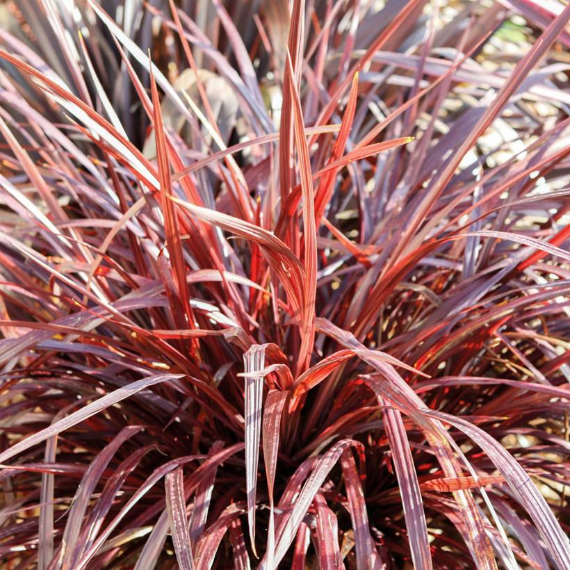 Promesse de Fleurs - Cordyline australis Design a Line Burgundy Godet de 8/9 cm