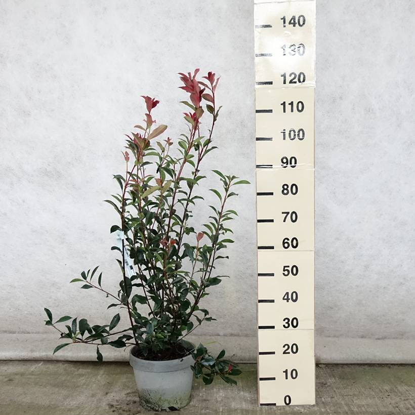 Photinia fraseri Carré Rouge Pot de 7,5L/10L - Image 2