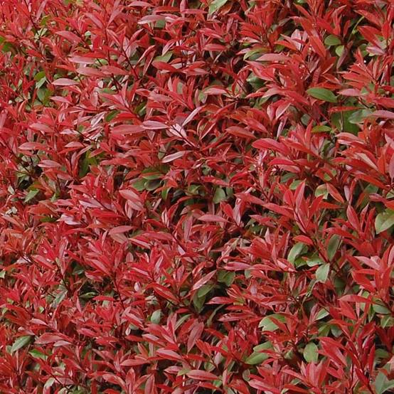 Photinia fraseri Carré Rouge Pot de 7,5L/10L - Image 1