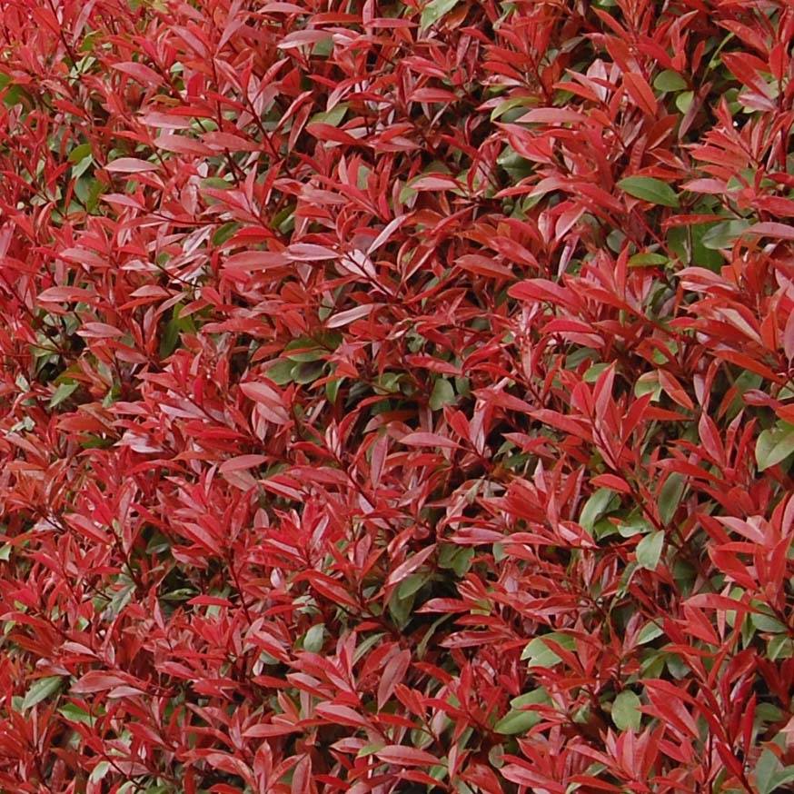 Photinia fraseri Carré Rouge Pot de 7,5L/10L - Image 1