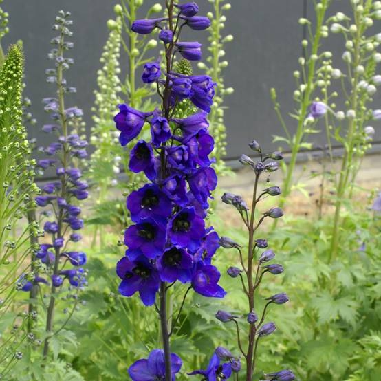 Graines de Delphinium Black Knight - Pied d'alouette vivace Sachet de 1g