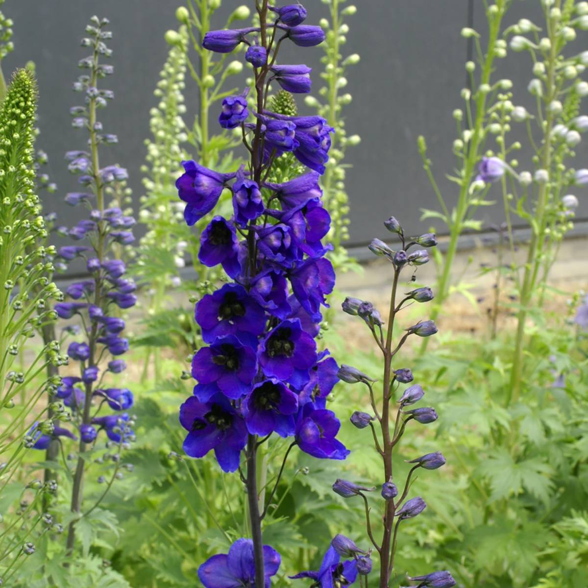 Graines de Delphinium Black Knight - Pied d'alouette vivace Sachet de 1g