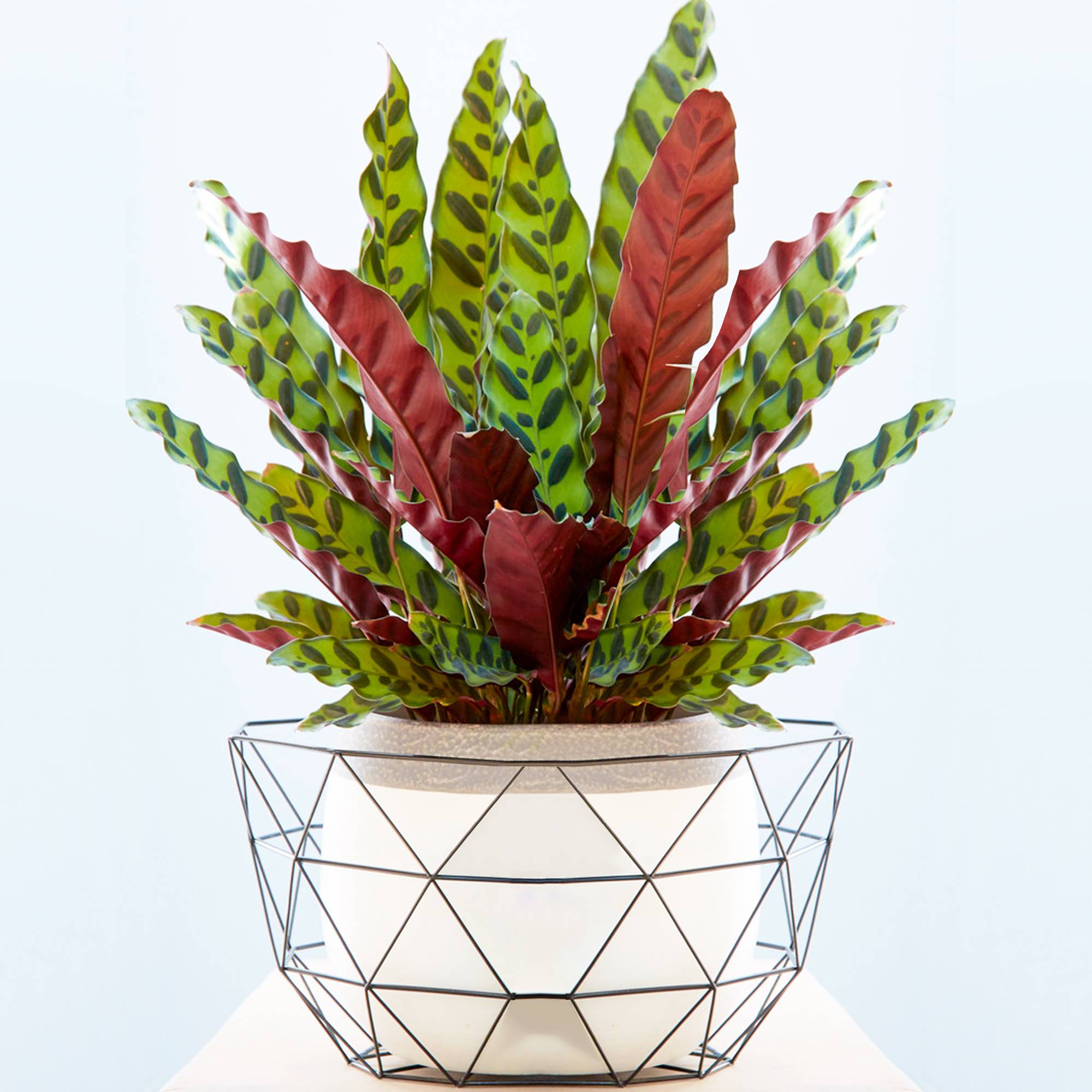 Gardenersdream - 1 X Calathea Insignis Plante D'Intérieur En Pot Extraordinaire De 40 À 50 Cm Pour La Maison Ou Le Bureau - GardenersDream - Imagen 1