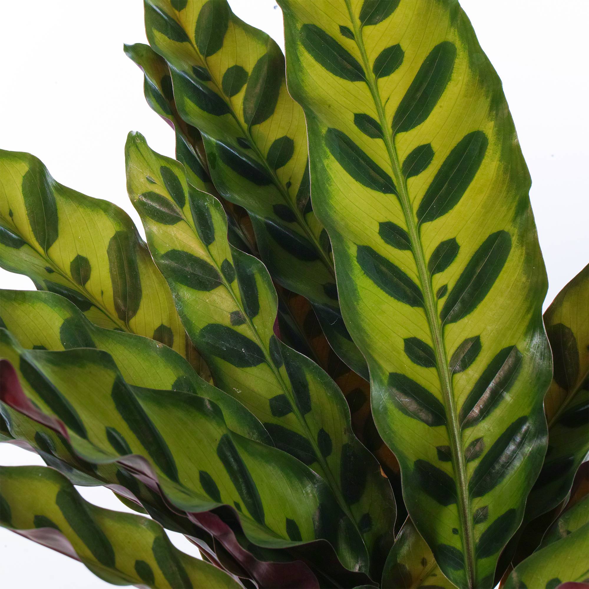 Gardenersdream - 1 X Calathea Insignis Plante D'Intérieur En Pot Extraordinaire De 40 À 50 Cm Pour La Maison Ou Le Bureau - GardenersDream - Imagen 3
