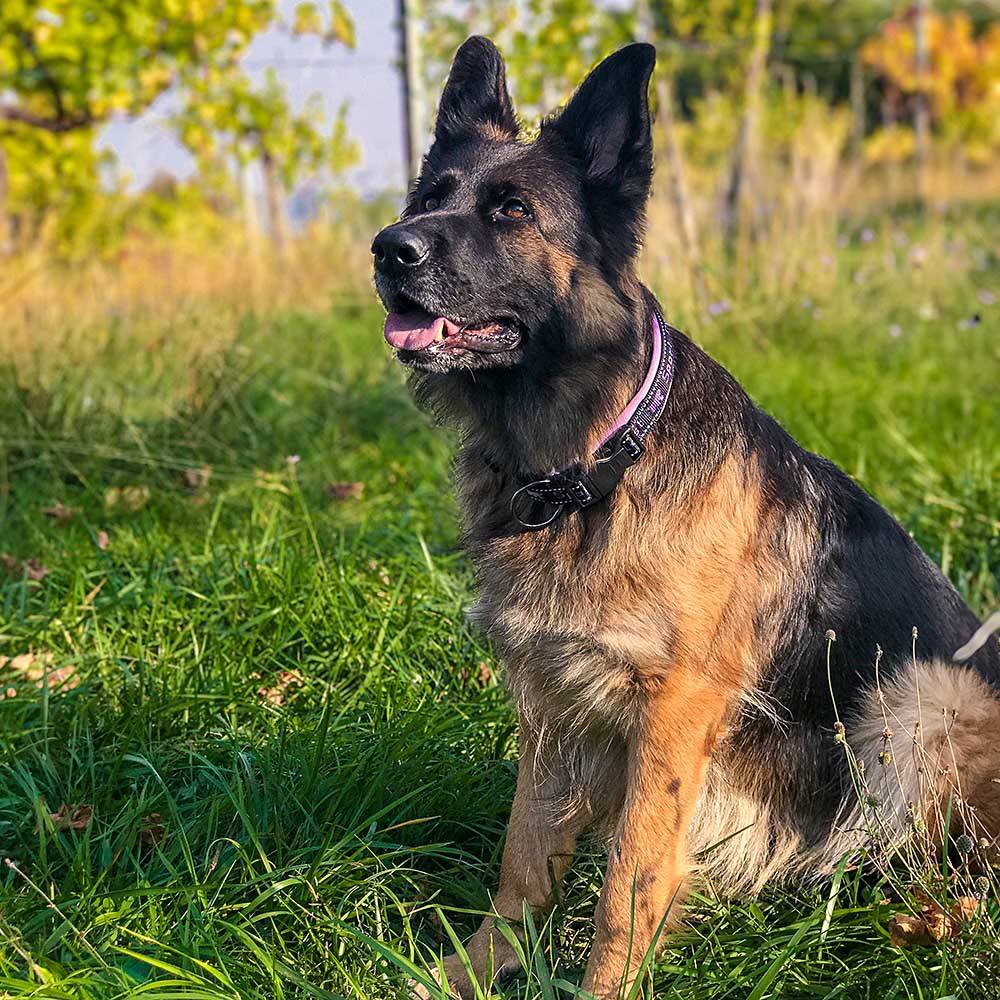Ferplast - Ferplast Collier Chien SPORT DOG, Collier pour Chien de Taille Grande, Rembourrage Doux, Coutures réfléchissantes, Étiquette pour le nom de l'animal, - Imagen 3