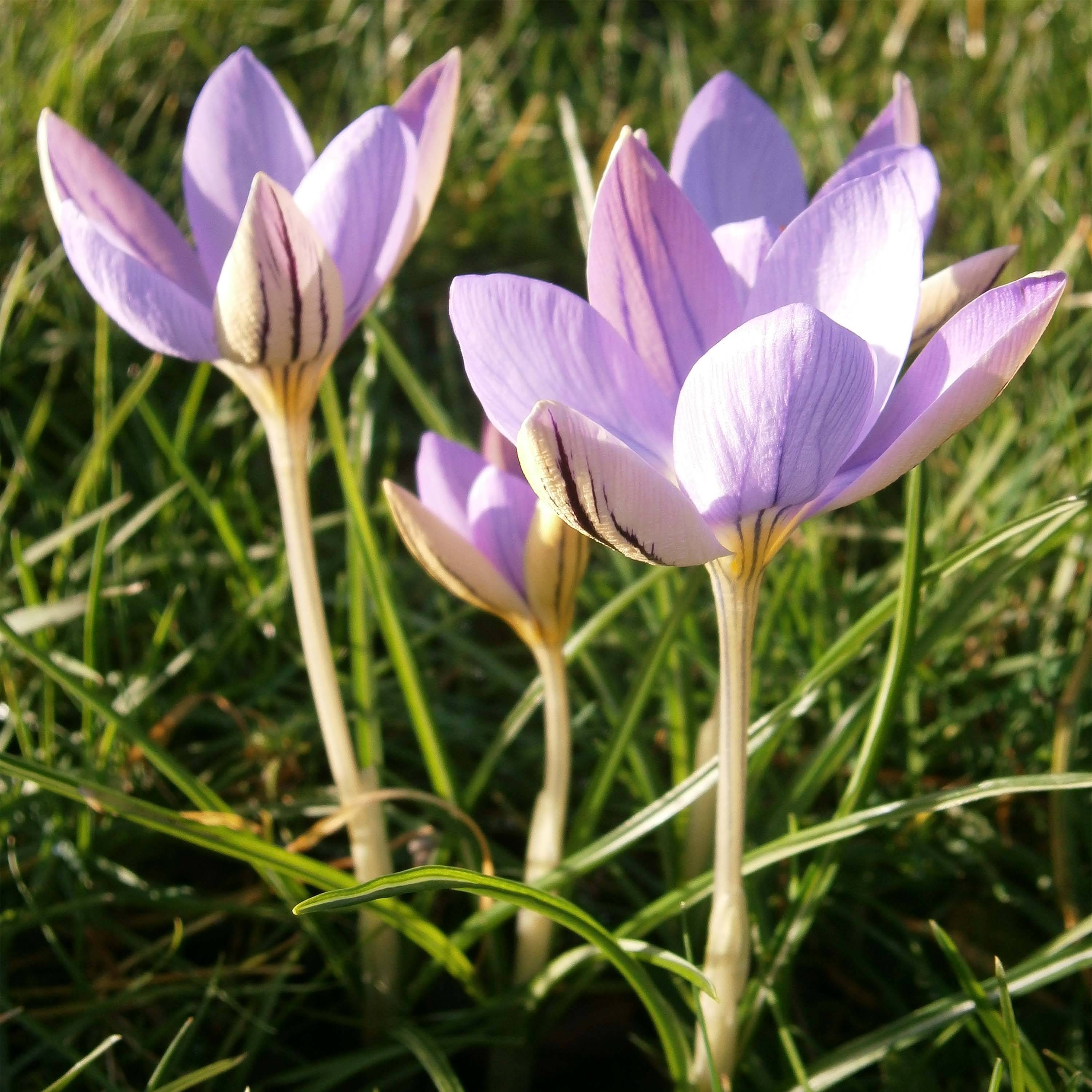 Promesse de Fleurs - Crocus imperati De Jager Bulbe calibre 5+ (par 3)