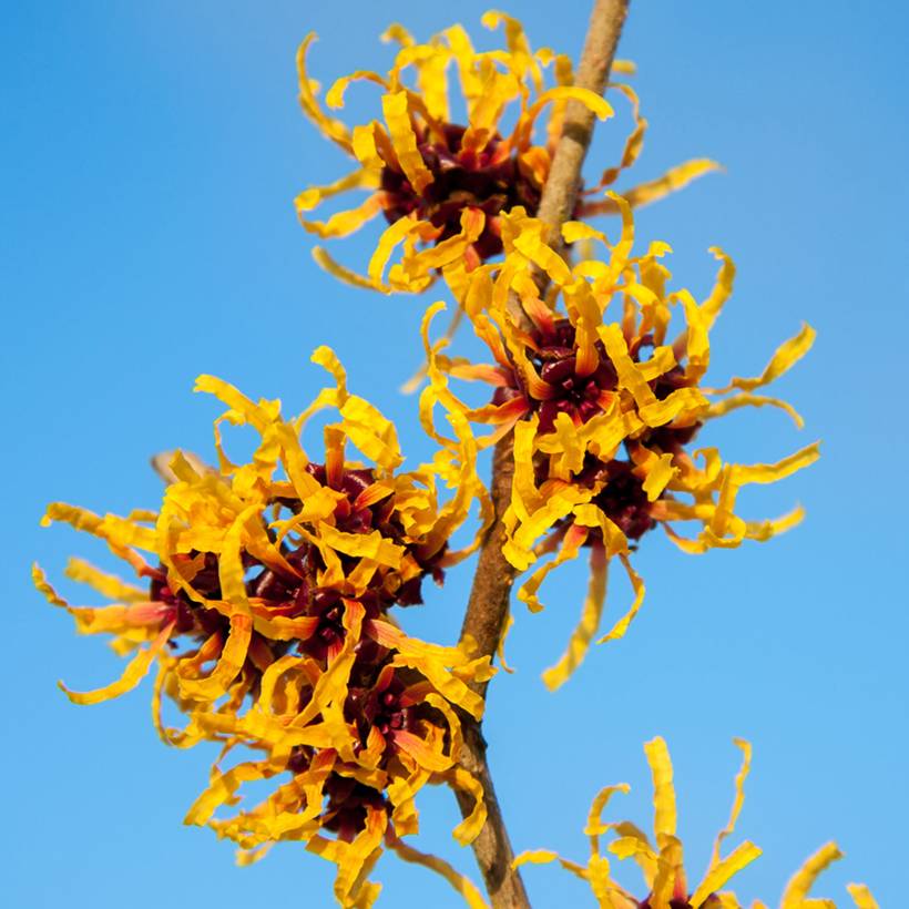 Promesse de Fleurs - Hamamelis x intermedia Orange Beauty - Noisetier de sorcière Pot de 3L/4L - Image 1