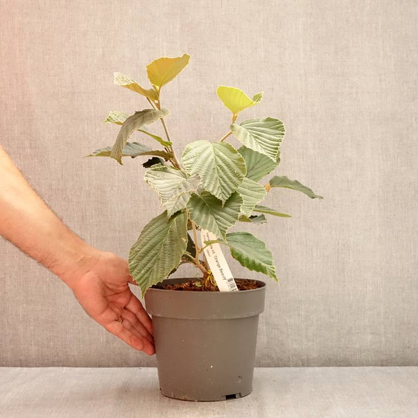 Promesse de Fleurs - Hamamelis x intermedia Orange Beauty - Noisetier de sorcière Pot de 3L/4L - Image 2