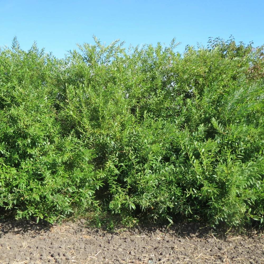Osier rouge nain, Salix à fleurs Blanche/Rouge - feuillage Caduc - Pot de 5L - Touffe