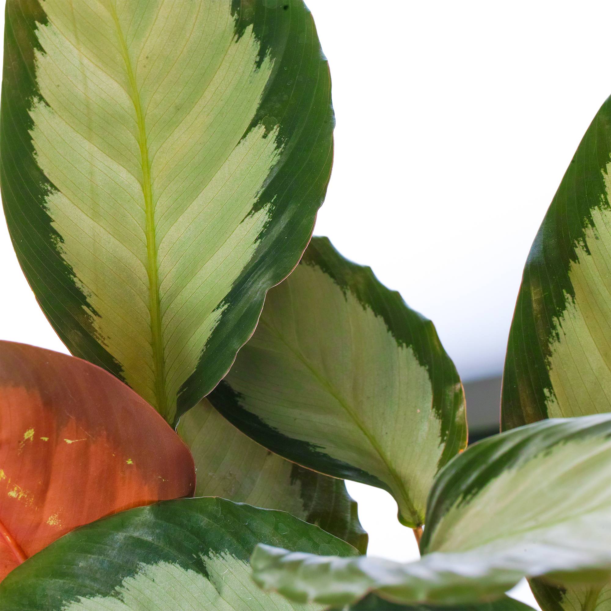 Gardenersdream - Calathea Picturata 'Argentea' Vive Plante D'Intérieur Panachée Et Argentée En Pot - GardenersDream - Imagen 3