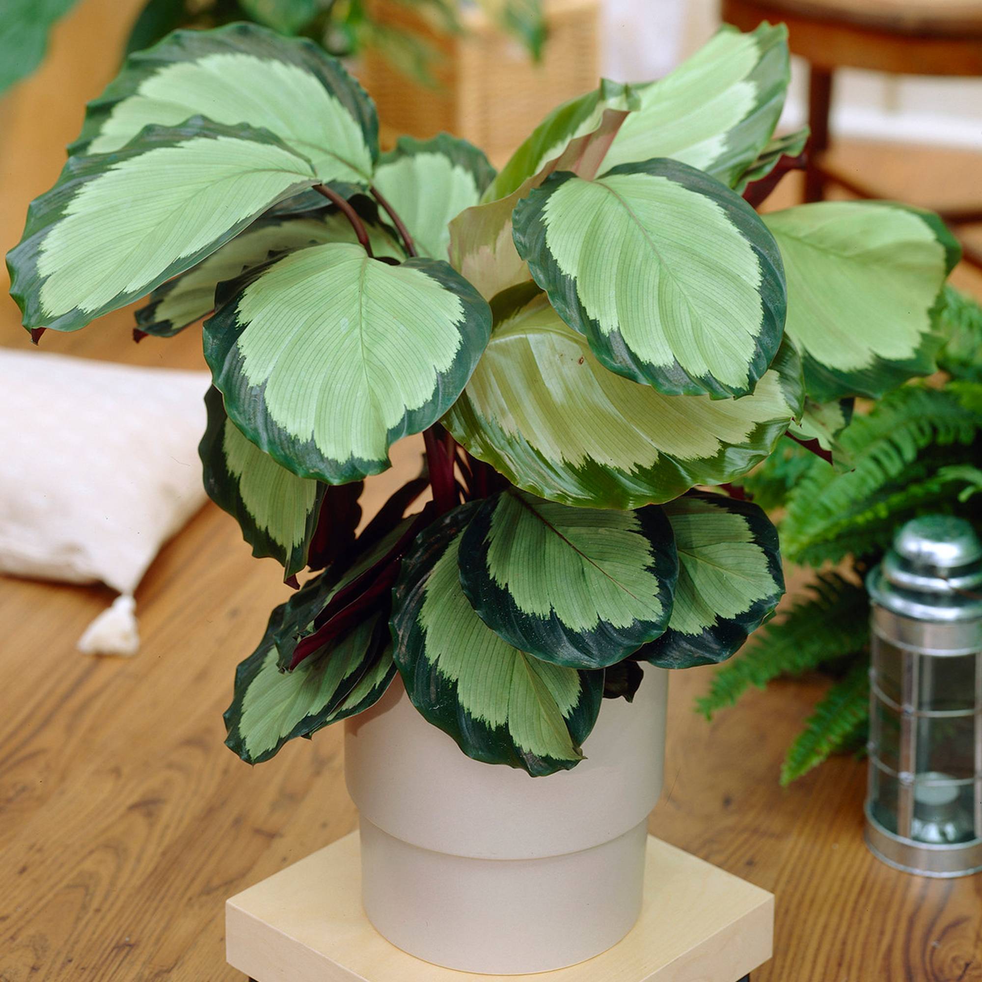 Gardenersdream - Calathea Picturata 'Argentea' Vive Plante D'Intérieur Panachée Et Argentée En Pot - GardenersDream - Imagen 1