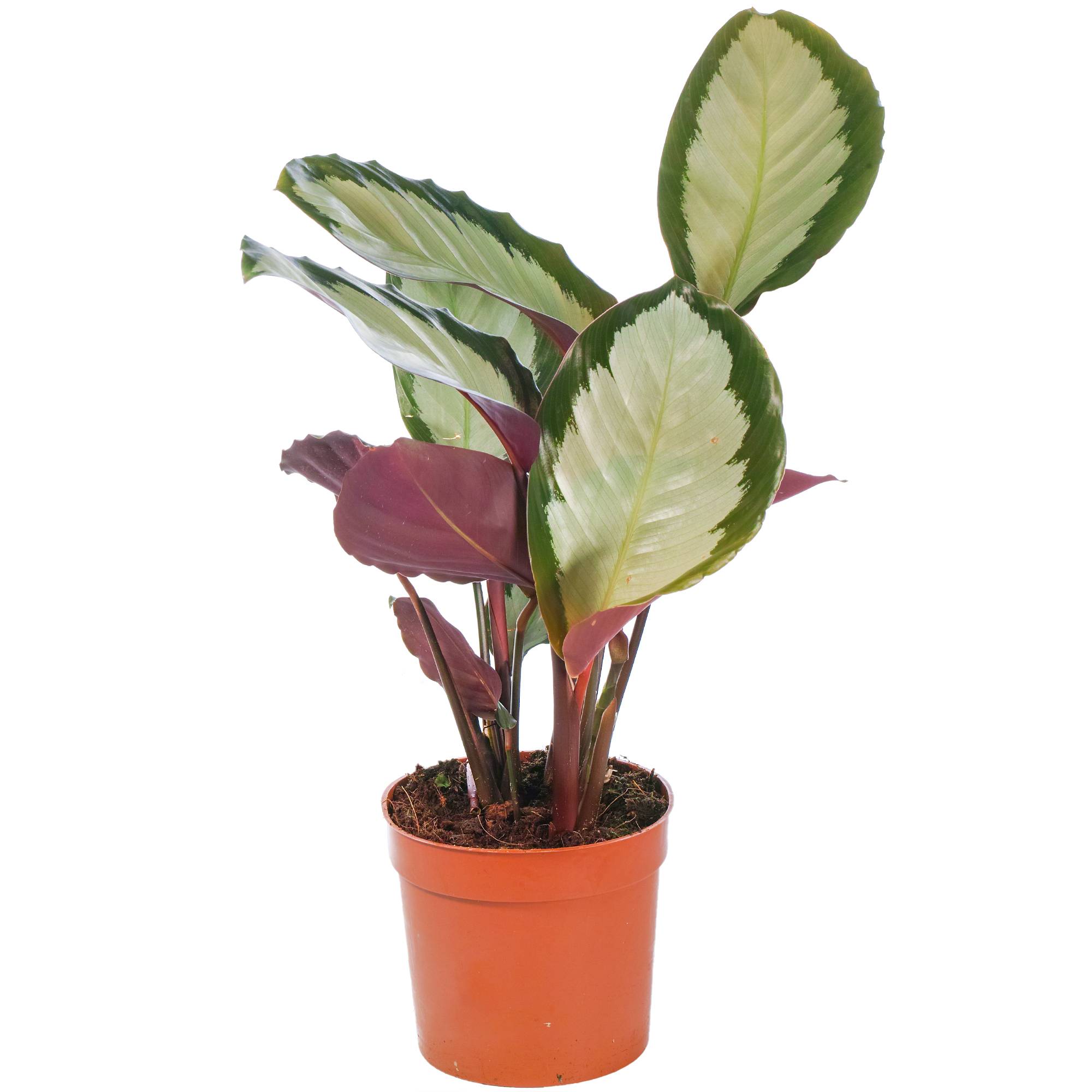 Gardenersdream - Calathea Picturata 'Argentea' Vive Plante D'Intérieur Panachée Et Argentée En Pot - GardenersDream - Imagen 2